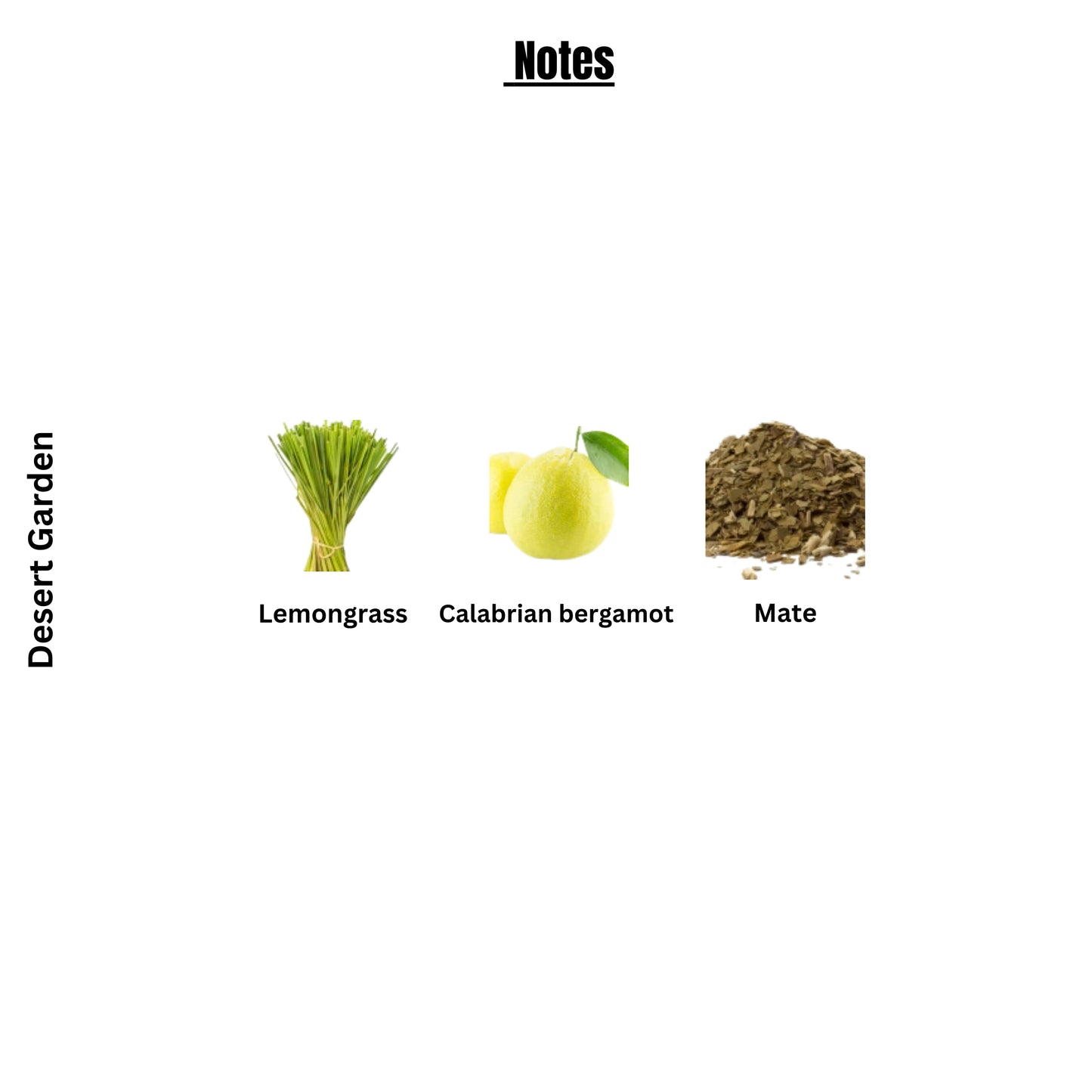 DESERT GARDEN | Lv Cactus